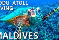 Addu Atoll | Diving | Maldives