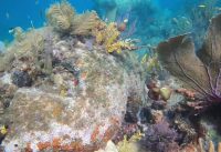 Snorkeling at Banana Reef