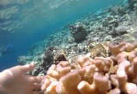 Banana Reef Snorking – Maldives (anphanthe)