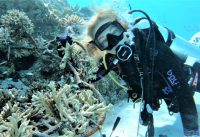 Maafushi Maldives Coral Garden