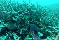 Diving on reef house & Banana Tila, Addu Atoll, Maldives NWDC tour, 11.2014