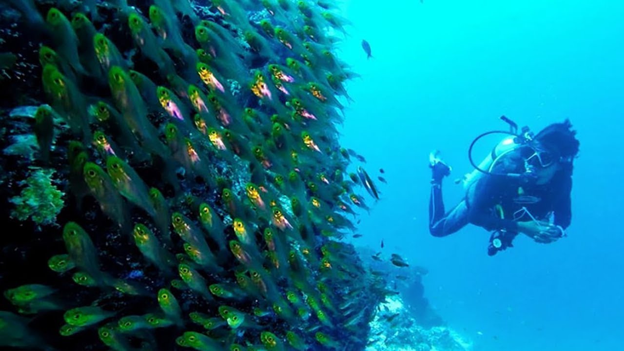Diving in Guraidhoo – Maldives