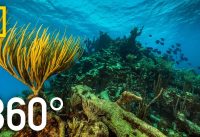 360° Underwater National Park | National Geographic