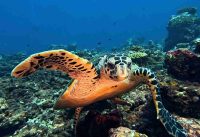 2023 Bandos 09 Diving Maldives One Palm North Male Atoll HD