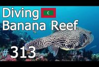 #313 – Banana Reef, North Male Atoll