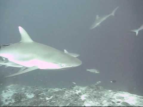 Maldives Sharks – safari with lots of Grey reefs sharks