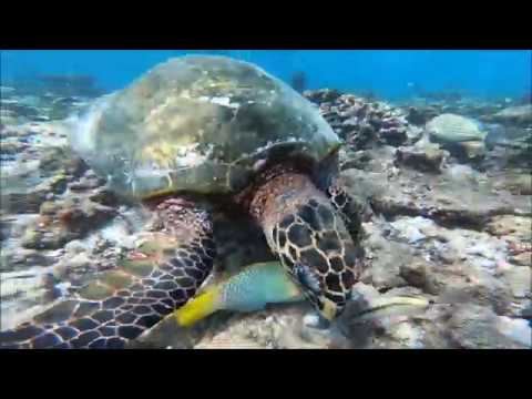 Turtle Reef Exploration